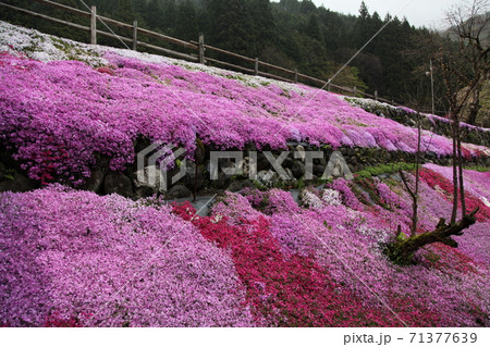 國田家の芝桜 國田家の芝桜 71377639