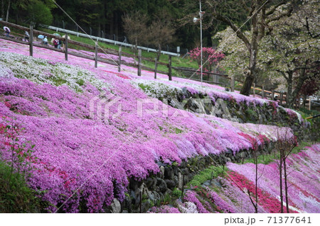 國田家の芝桜 71377641