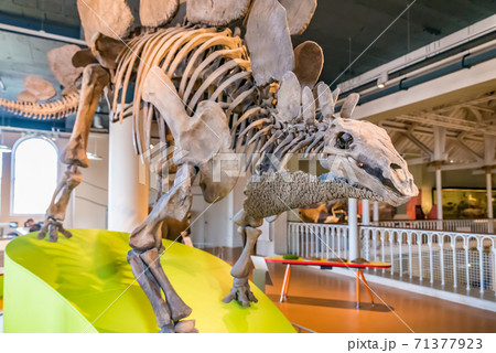 恐竜 ステゴサウルス 全身骨格標本 スコットランド博物館(エディンバラ) 恐竜 ステゴサウルス 全身骨格標本 スコットランド博物館(エディンバラ) 71377923