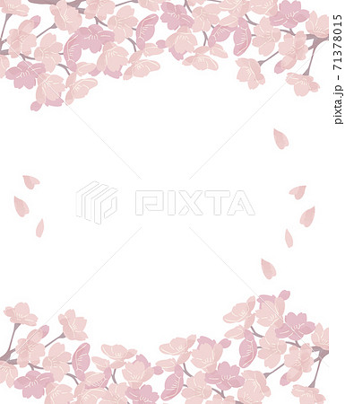 桜 フレーム 上下 満開 シンプル イラストのイラスト素材