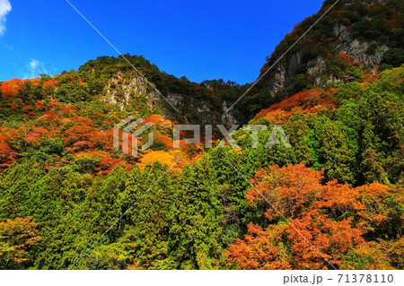 名張の香落渓の紅葉 71378110