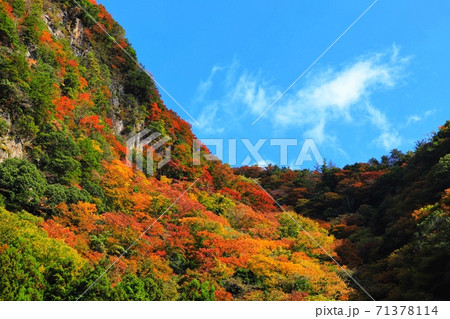 名張の香落渓の紅葉の写真素材