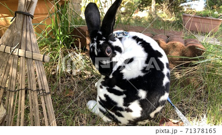 秋 ウサギのお散歩の写真素材