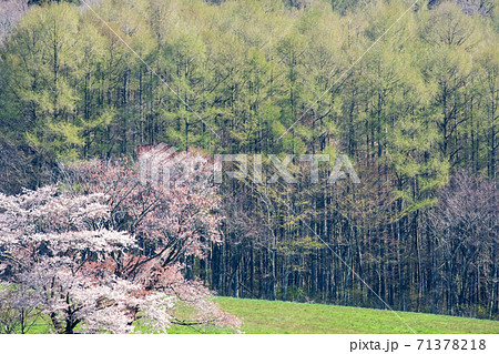 森　春のイメージ（蒜山高原） 71378218