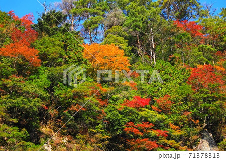 名張の香落渓の紅葉 名張の香落渓の紅葉 71378313