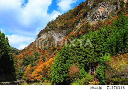 名張の香落渓の紅葉 71378318