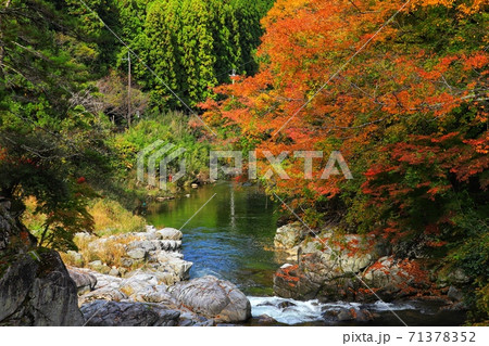名張の香落渓の紅葉 71378352