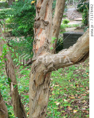 ギンバイカの幹　10月下旬撮影 71378462