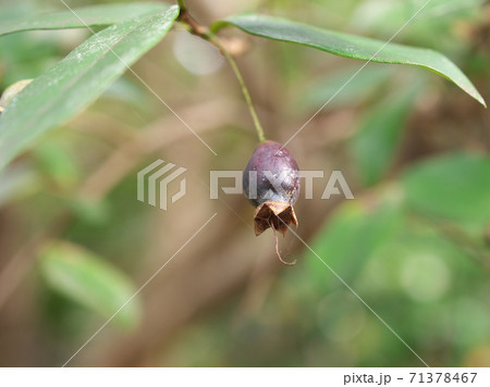 ギンバイカの実　10月下旬撮影 71378467