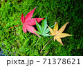 熊本県阿蘇市の紅葉 71378621