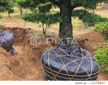樹木の出荷風景　一ッ葉　環境問題　炭酸ガス吸収　カーボンニュートラル　素材　背景　 71378697