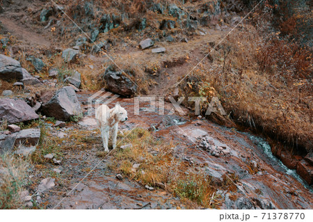 Big beige dog in nature near a mountain river. Big beige dog in nature near a mountain river. 71378770