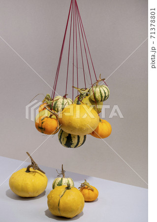Still life with decorative pumpkins on a rope Still life with decorative pumpkins on a rope 71378801