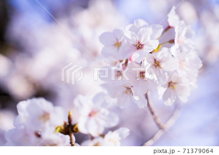 桜　さくら 71379064