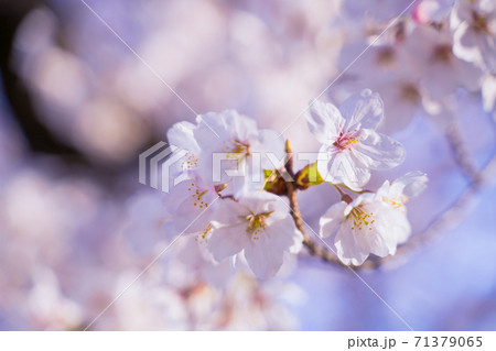 桜　さくら 71379065