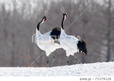 タンチョウ 野鳥 北海道 釧路市 伊藤サンクチュアリ 71379128