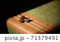 まとまって進むカメムシ 71379491