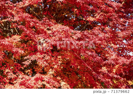 植物 秋 紅葉 71379662
