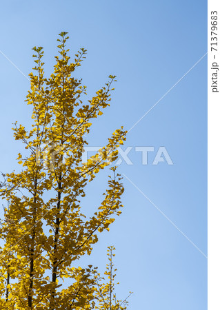 植物 秋 紅葉 71379683