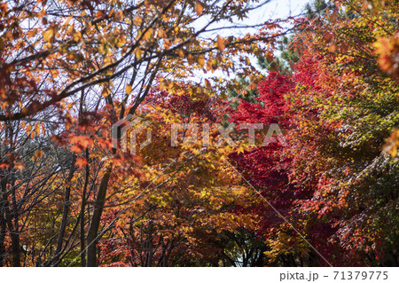 植物 秋 紅葉 71379775