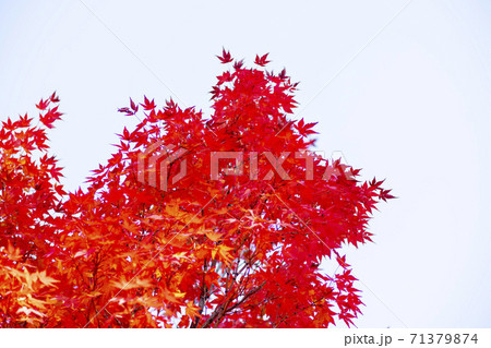 植物 秋 紅葉 71379874