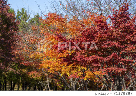 植物 秋 紅葉 71379897