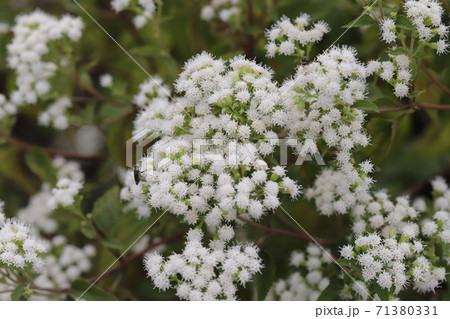 秋の花壇に咲くアゲラタムの白い花の写真素材