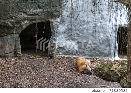 動物 動物学 台北 71380585
