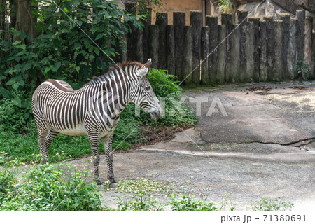 動物 動物学 台北 71380691