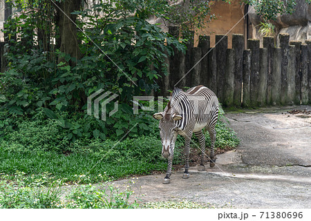 動物 動物学 台北 71380696