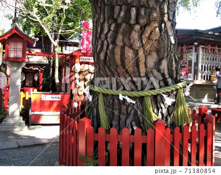 鸛神社　夫婦銀杏 71380854