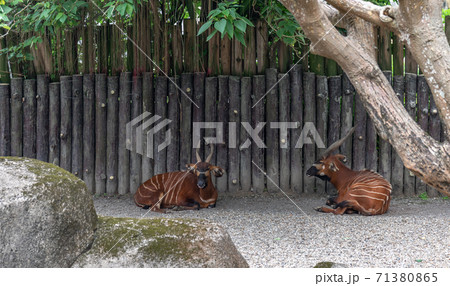 動物 動物学 台北 71380865