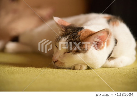 三毛猫のお昼寝 71381004
