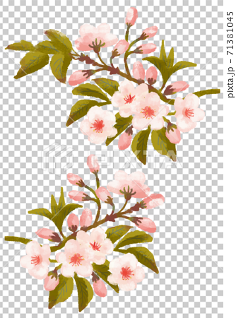 水彩塗り 2種類の枝付き葉桜イラストセットのイラスト素材