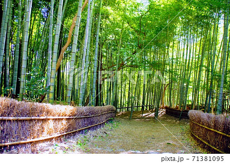 埼玉県飯能市、竹寺の竹林 71381095