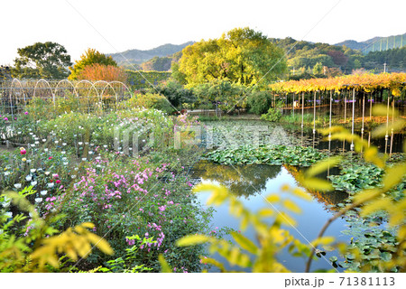 あしかがフラワーパーク　 71381113