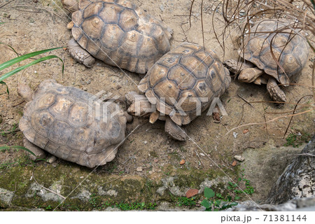 動物 動物学 台北 71381144