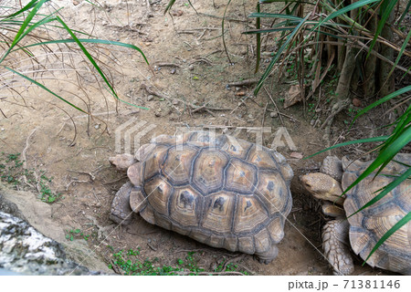 動物 動物学 台北 71381146