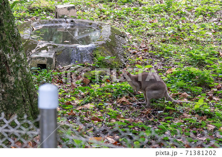 動物 動物学 台北の写真素材