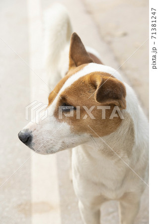One brown white dog on abstract 71381247