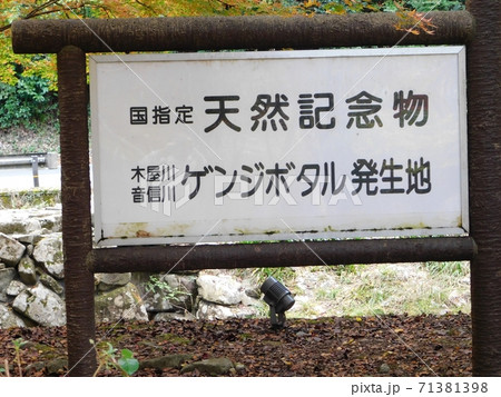 ゲンジボタル発生の源流となる大寧寺川 71381398