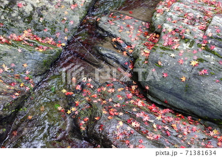 落ち葉 落ち葉 71381634