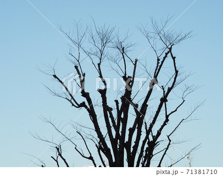 木のシルエット 木のシルエット 71381710