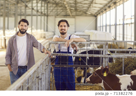 Two farm workers standing near a cage with calves in a barn on a cattle farm in the countryside 71382276