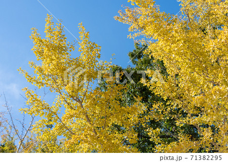 銀杏の木 71382295