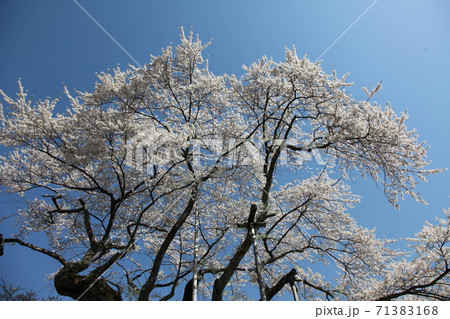 荘川桜 71383168