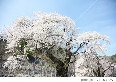 荘川桜 荘川桜 71383175