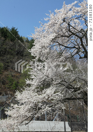 荘川桜 71383180