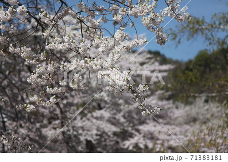荘川桜 71383181