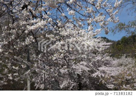 荘川桜 71383182